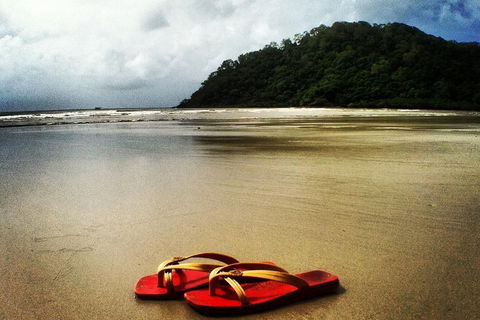 Daintree And Cape Tribulation Full Day Guided Tour - Accommodation Bookings 4