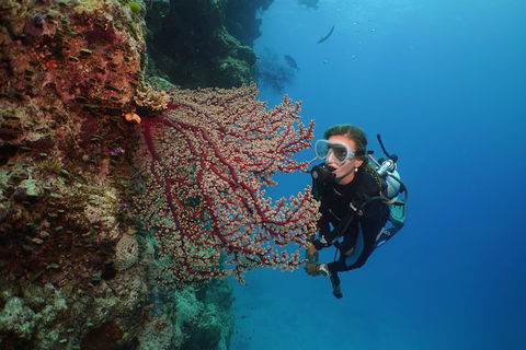 Silversonic Outer Great Barrier Reef Dive And Snorkel Cruise From Port Douglas - Accommodation Bookings 0