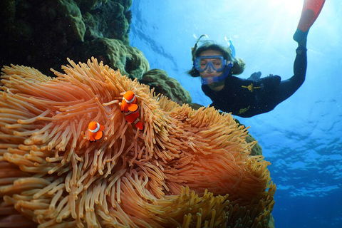 Silversonic Outer Great Barrier Reef Dive And Snorkel Cruise From Port Douglas - Accommodation Bookings 3