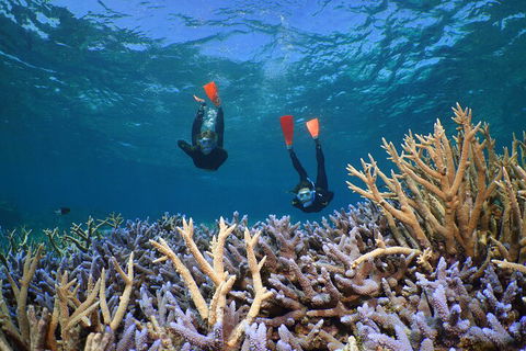 Silversonic Outer Great Barrier Reef Dive And Snorkel Cruise From Port Douglas - Accommodation Bookings 4