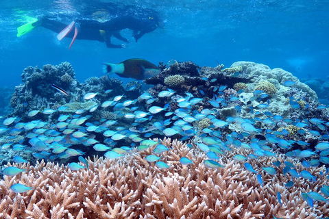Silversonic Outer Great Barrier Reef Dive And Snorkel Cruise From Port Douglas - Accommodation Bookings 5