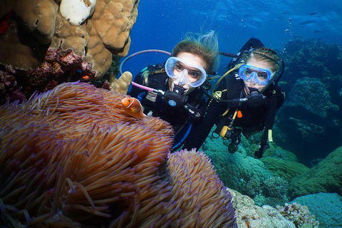 Quicksilver Dive 4 Day PADI Learn To Dive Course - Accommodation Bookings 4