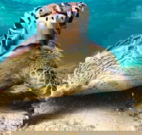 Sail Snorkel SUP  Kayak Charter Whitsundays - Accommodation Bookings