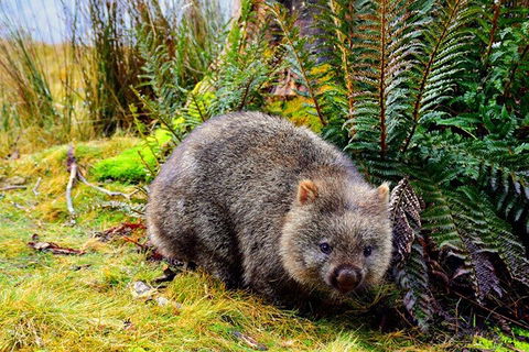 Cradle Mountain National Park Day Tour From Launceston - Accommodation Bookings 0