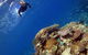 Silverswift Outer Great Barrier Reef Dive And Snorkel Cruise From Cairns - thumb 3