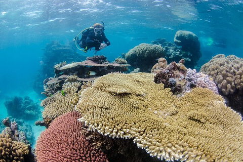 Silverswift Outer Great Barrier Reef Dive And Snorkel Cruise From Cairns - Accommodation Bookings 5