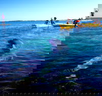 Penguin and Seal Islands Sea Kayaking Experience - Accommodation Bookings