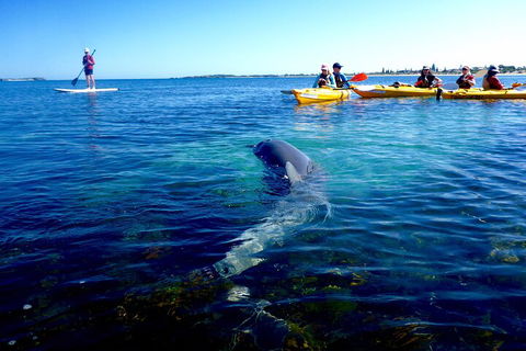 Penguin And Seal Islands Sea Kayaking Experience - Accommodation Bookings 0