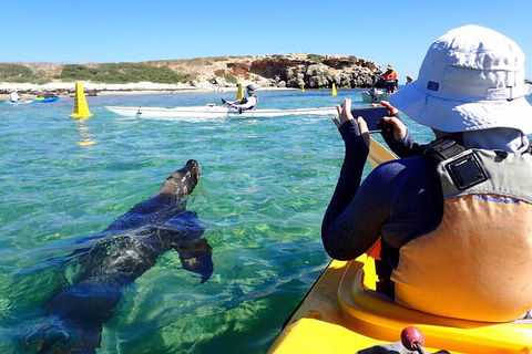 Penguin And Seal Islands Sea Kayaking Experience - Accommodation Bookings 2