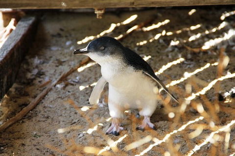 Penguin And Seal Islands Sea Kayaking Experience - Accommodation Bookings 3