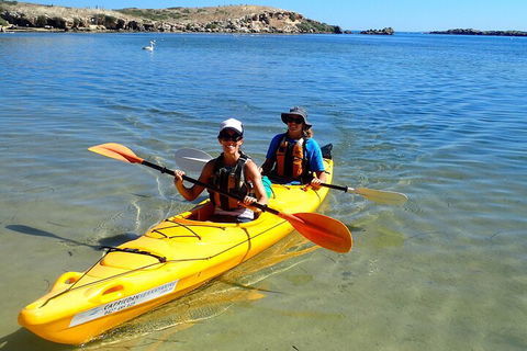 Penguin And Seal Islands Sea Kayaking Experience - Accommodation Bookings 5