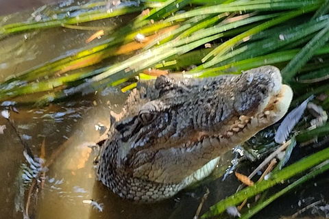Litchfield Park Adventures And Jumping Crocodile Cruise + Butterfly Farm - Accommodation Bookings 4