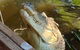 Litchfield Park Adventures And Jumping Crocodile Cruise + Butterfly Farm - thumb 5