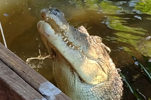 Litchfield Park Adventures And Jumping Crocodile Cruise + Butterfly Farm - Accommodation Bookings 5