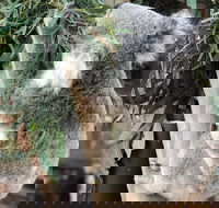Private Blue Mountains and Wildlife Park Tour from Sydney with Barbecue Lunch - Accommodation Bookings