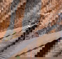 Chillagoe Caves and Outback Day Trip from Cairns - Accommodation Bookings