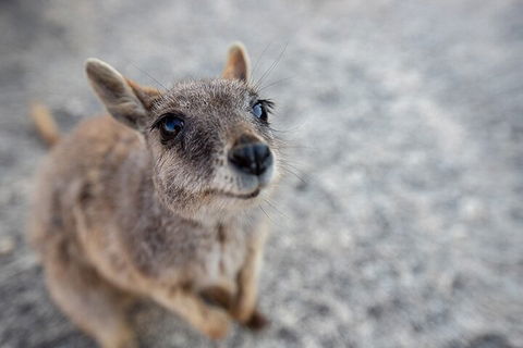 Chillagoe Caves And Outback Day Trip From Cairns - Accommodation Bookings 2