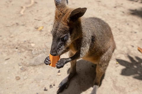 Chillagoe Caves And Outback Day Trip From Cairns - Accommodation Bookings 5