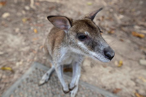2 Day Daintree Rainforest, Cape Tribulation And Outback Chillagoe Tour - Accommodation Bookings 4
