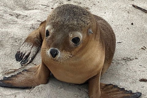 Kangaroo Island Scenic Trail Tour - Accommodation Bookings 0
