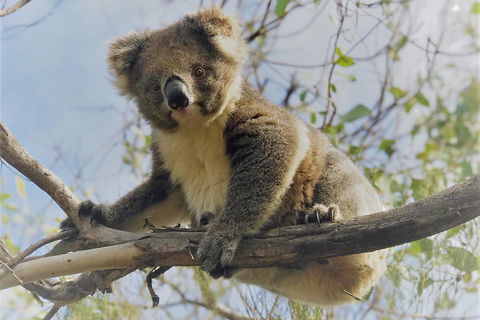 Kangaroo Island Scenic Trail Tour - Accommodation Bookings 2