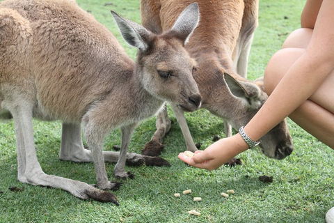Pinnacles Desert, Koalas And Sandboarding 4WD Day Tour From Perth - Accommodation Bookings 1
