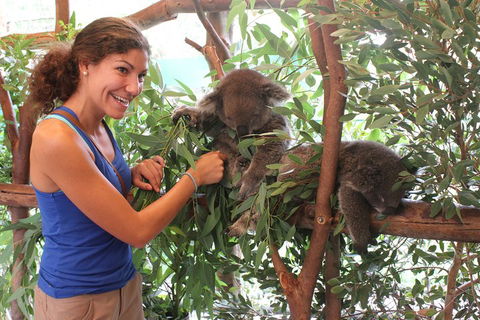 Pinnacles Desert, Koalas And Sandboarding 4WD Day Tour From Perth - Accommodation Bookings 5