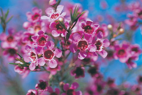 Best Of Perth Wildflower Season Day Trip - Accommodation Bookings 1
