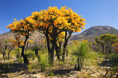 Best Of Perth Wildflower Season Day Trip - Accommodation Bookings 3
