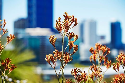 Best Of Perth Wildflower Season Day Trip - Accommodation Bookings 4