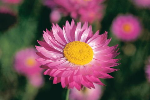Best Of Perth Wildflower Season Day Trip - Accommodation Bookings 5