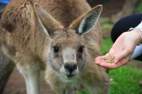 Phillip Island Penguin, Brighton Beach, Moonlit Sanctuary From Melbourne - Accommodation Bookings 1