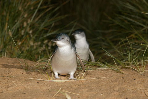 Phillip Island Penguin, Brighton Beach, Moonlit Sanctuary From Melbourne - Accommodation Bookings 2