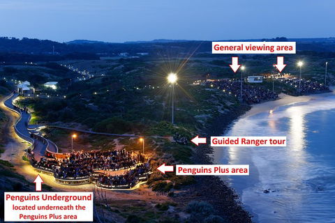 Phillip Island Penguin, Brighton Beach, Moonlit Sanctuary From Melbourne - Accommodation Bookings 4