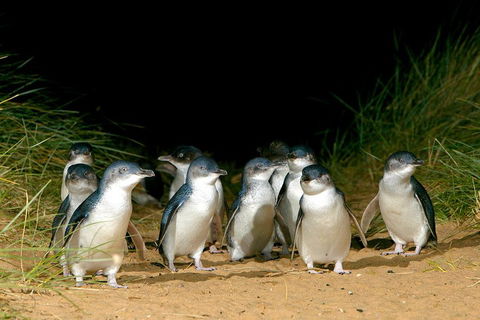 Phillip Island Penguin, Brighton Beach, Moonlit Sanctuary From Melbourne - Accommodation Bookings 5