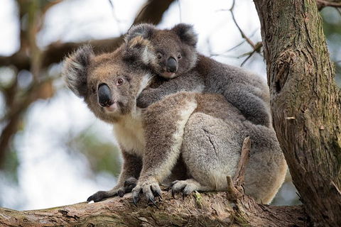 Great Ocean Road Sunset Tour From Melbourne - Accommodation Bookings 0
