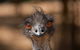 Currumbin Wildlife Sanctuary General Entry Ticket - thumb 0