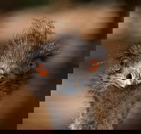Currumbin Wildlife Sanctuary General Entry Ticket - Accommodation Bookings