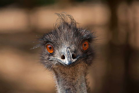 Currumbin Wildlife Sanctuary General Entry Ticket - Accommodation Bookings 0