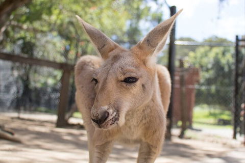 Currumbin Wildlife Sanctuary General Entry Ticket - Accommodation Bookings 2