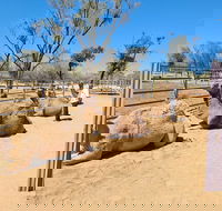 West MacDonnell Ranges Half-Day Small-Group Tour with Camel Ride - Accommodation Bookings