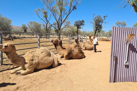 West MacDonnell Ranges Half-Day Small-Group Tour With Camel Ride - Accommodation Bookings 0