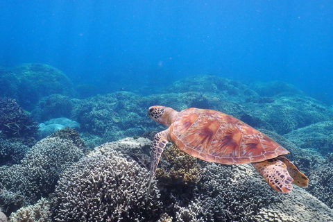 Calypso Outer Great Barrier Reef Cruise From Port Douglas - Accommodation Bookings 2
