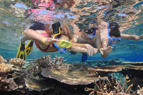 Calypso Outer Great Barrier Reef Cruise From Port Douglas - Accommodation Bookings 3