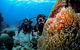 Full Day Reef Cruise Including 10 Minute Heli Scenic Flight: Get High Package - thumb 5