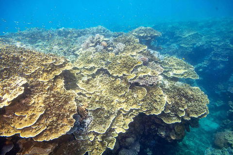 Cruise To Moore Reef Pontoon And Return Helicopter Flight From Cairns - Accommodation Bookings 5