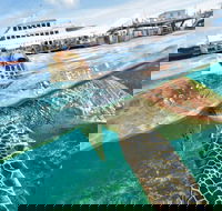Scenic Helicopter Flight to Moore Reef and Return Snorkeling Cruise from Cairns - Accommodation Bookings