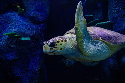 Sydney Attractions Pass: SEA LIFE Aquarium, Sydney Tower Eye, WILD LIFE Zoo And Madame Tussauds - Accommodation Bookings 1