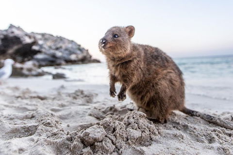 Rottnest Island All-Inclusive Grand Island Tour From Fremantle - Accommodation Bookings 2