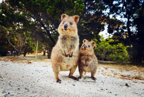 Rottnest Island All-Inclusive Grand Island Tour From Fremantle - Accommodation Bookings 5